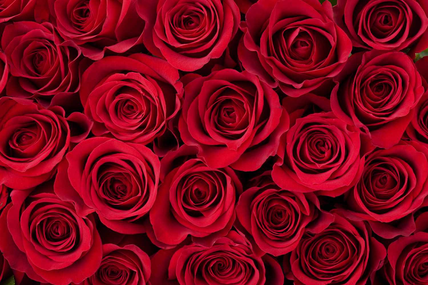 Close-up of vibrant red roses symbolizing love and romance for Valentine's Day gifts