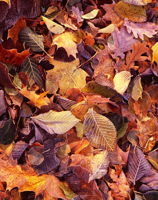 Colorful autumn leaves in various shades of orange, yellow, and brown covering the ground