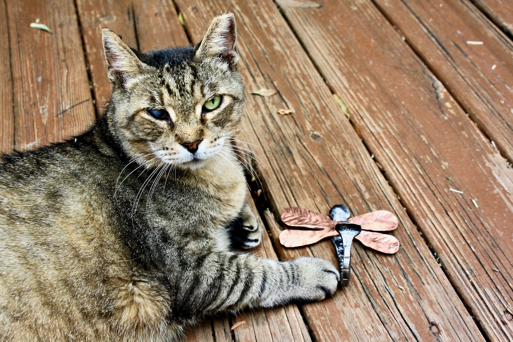 dragonfly wall hook Storage Hooks & Racks Hook