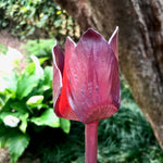 Set of Three Hand Made Eternal Tulips Artificial Flora flower