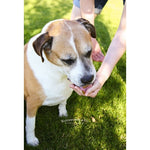 Amici Pet Puppy Paws Galvanized Metal Food Canister, Medium, 104 oz - Silver Food Storage Bins Kitchen Accessory